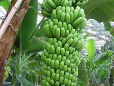 如何尋找聲譽良好的香蕉供應(yīng)商以開展農(nóng)副產(chǎn)品促銷