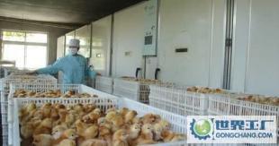 江蘇省濱?？h九公里華龍總雞苗門市部 一站式優質雞苗批發，助力農副產業發展